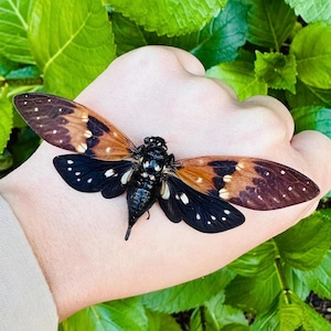 Ambragaeana Ambra Cicada Extendida y lista para montar Calidad A1