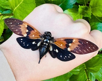 Ambragaeana Ambra Cicada Spread and ready to mount A1 Quality