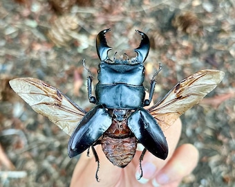 Dorcus Titanus Real Giant Stag Beetle A1 Grade Wings SREAD/UNSPREAD Black Stag Beetle