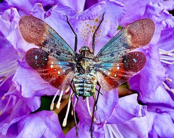Penthicodes Farinosa Peleng, Mosca linterna, Alas extendidas, Grado A1