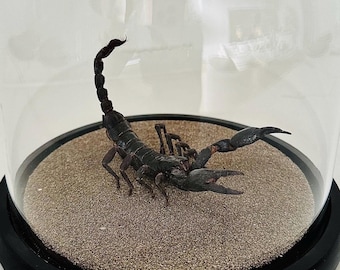 REAL Giant Scorpion Dome Heterometrus Laoticus Black Scorpion Display Attack Stance