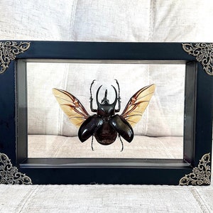 REAL Framed Rhinoceros Beetle Chalcosoma Chiron Caucasus Beetle HUGE!