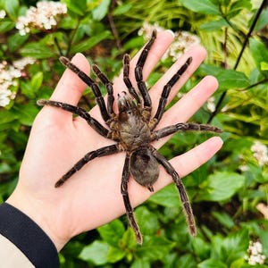 Real Preserved Tarantula LARGE Tarantula Spider A1 Grade SPREAD Preserved Spider
