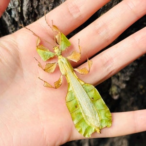 May include: A detailed image of a leaf insect, showcasing its remarkable camouflage. The insect's body is a blend of green and brown, mimicking the appearance of a leaf. Its legs and antennae are thin and delicate, adding to its natural disguise.
