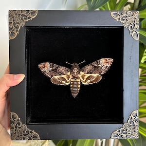 Framed Death&#39;s Head Moth Acherontia Lachesis Death&#39;s Head Hawk Moth