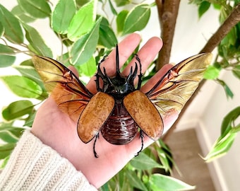 REAL Eupatorus Gracilicornis Beetle HUGE A1 Quality UNMOUNTED