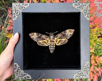 Framed Death's Head Moth Acherontia Atropos Death's Head Hawk Moth