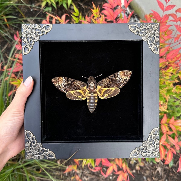 Papillon tête de mort encadré Acherontia atropos