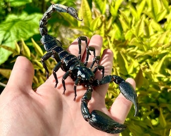 REAL Giant Scorpion SPREAD/UNSPREAD Heterometrus Laoticus Black Scorpion A1 Grade