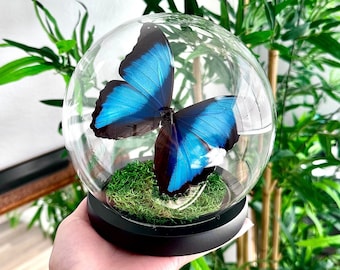 ガラスドームに保存された青い縞模様のモルフォ蝶 - Etsy 日本