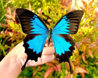 REAL Papilio Ulysses, Blue Mountain Glory Butterfly A1 Grade, MALE