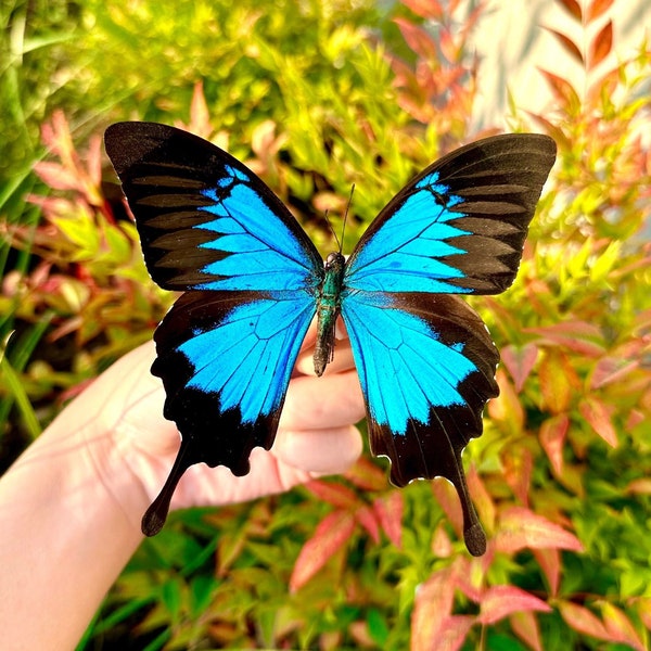 REAL Papilio Ulysses, Blue Mountain Glory Butterfly A1 Grade, MALE