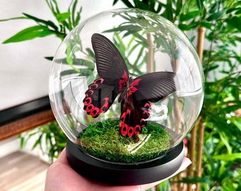 ガラスドームに入った本物のオオカバマダラ（アジア産またはアメリカ産