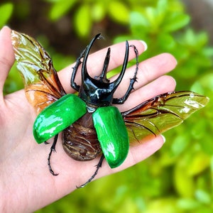 Chalcosoma Atlas Keyboh VRAI scarabée rhinocéros rhinocéros peint et enduit de résine. Aimant pour réfrigérateur en option !