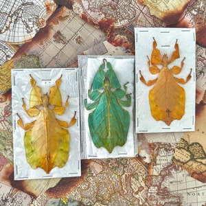 Puede incluir: Tres especímenes de insectos enmarcados montados sobre un fondo blanco. Los insectos son todos insectos hoja, uno verde, uno marrón y uno amarillo. Los marcos están sobre un fondo de un mapa del mundo vintage.