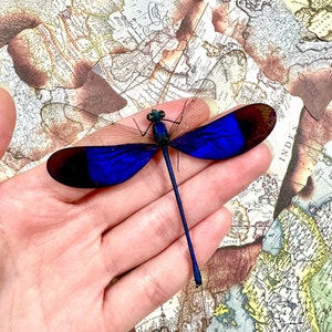 Blue Dragonfly Clear Winged Dragonfly Neurobasis Kaupi A1 Quality Spread