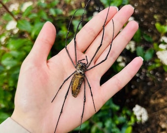 Goldene Kugel Weberspinne, Nephila Pilipes UNSPREAD, A1 Klasse Große Spinne