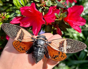 REAL Angamiana floridula Cigarra PROPAGADA Insecto Calidad A1