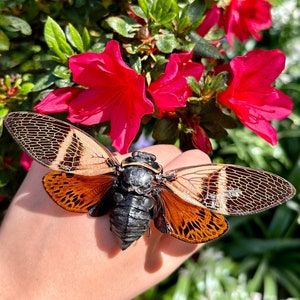 REAL Angamiana floridula Cigarra PROPAGADA Insecto Calidad A1
