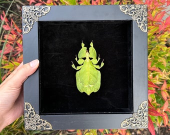 Framed Leaf Insect Phyllium Pulchrifolium Feamale Specimen