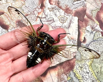 Clear Winged Cicada Cryptotympana Acuta A1 Quality SPREAD