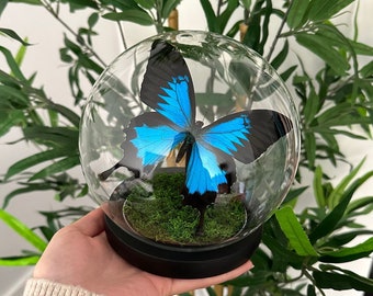 Papilio Ulysses Butterfly In Glass dome