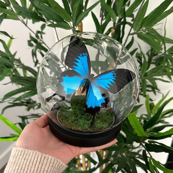 Papilio Ulysses Butterfly In Glass dome
