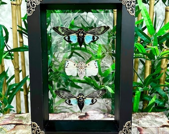 May include: A black framed shadow box containing three preserved cicadas. The cicadas are arranged vertically in the box. The top cicada has blue and green wings, the middle cicada has white and brown wings, and the bottom cicada has blue and black wings.
