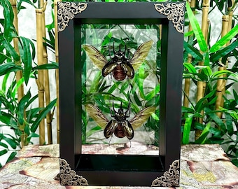 Framed Atlas Beetle Chalcosoma Atlas Keyboh Framed