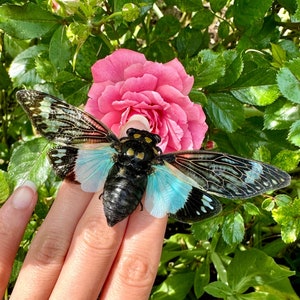 Real Blue Cicada Tosena Splendida Spread and ready to mount A1 Quality