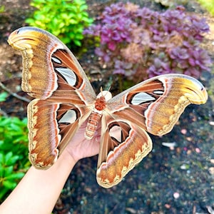 Polilla Atlas REAL Attacus Atlas Grado A1 Extendida/Sin extender ENORME
