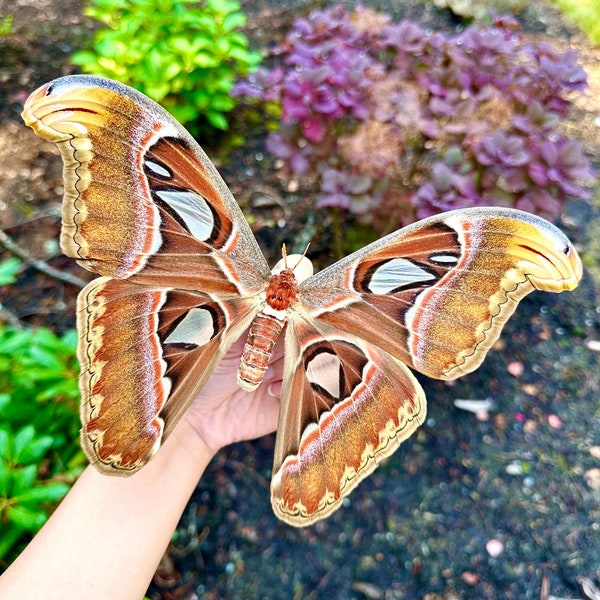 REAL Atlas Moth Attacus Atlas A1 Grade Spread/Unspread HUGE