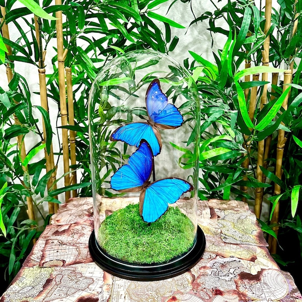 Preserved Blue Morpho Alexandrovna Butterflies In Glass Dome, Glass Cloche, A1/NP Quality
