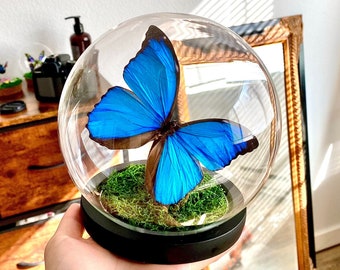 Preserved Blue Morpho Menelaus Butterfly In Glass Dome