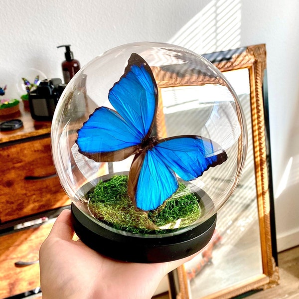 Konservierter Blauer Morpho Menelaus Schmetterling Im Glasdom