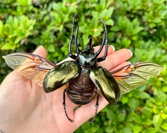 Chalcosoma Atlas Keyboh Rhinoceros Giant Beetle HUGE A1 Grade UNMOUNTED