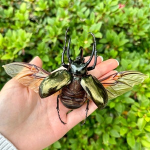 Chalcosoma Atlas Keyboh Escarabajo rinoceronte gigante ENORME Grado A1 SIN MONTAR