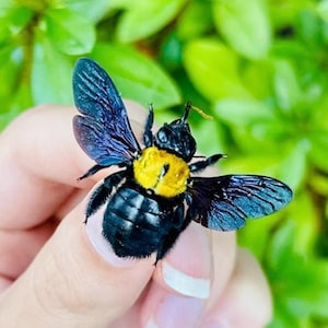 Yellow Carpenter Bees, Xylocopa Confusa SPREAD Insects