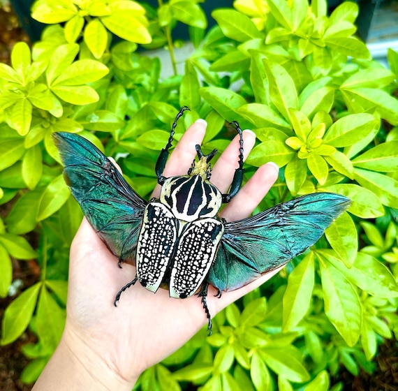 Goliathus Orientalis African Flower Beetle HUGE A1 Grade UNMOUNTED