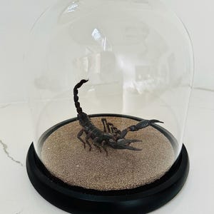 Real Giant Scorpion Taxidermy In 8x6x1 Inch Wood Frame - Rare Collectible Insect Specimen