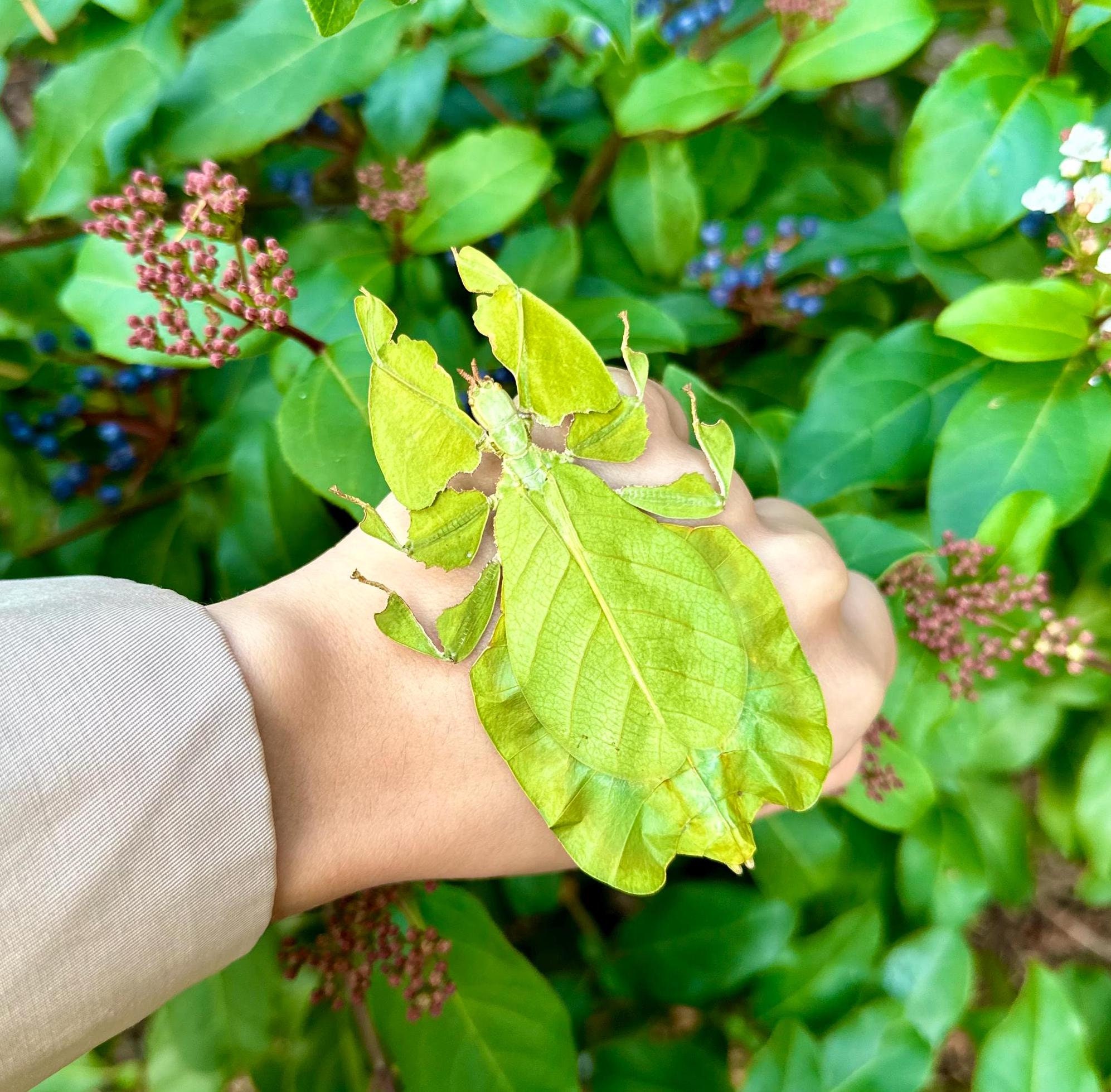 Real Leaf Insect Phyllium pulchrifolium A1 Quality SPREAD Walking Leaf Insect FEMALE/MALE