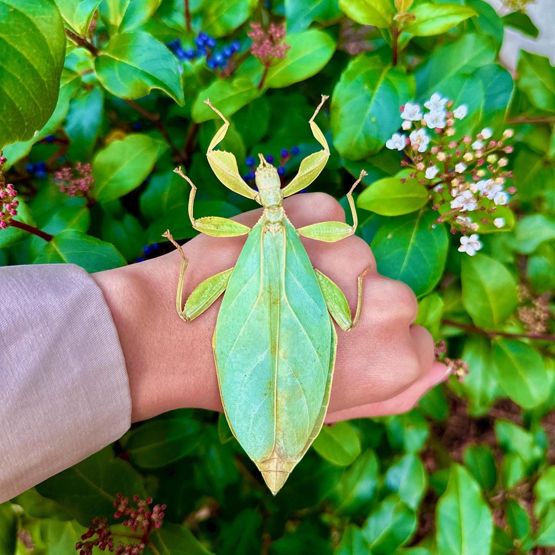 Real Leaf Insect Phyllium Tobeloense A1 Quality SPREAD Walking Leaf ...