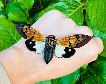 Gaeana Festiva Cicada: A1 Quality Spread Specimen, Ready to Mount