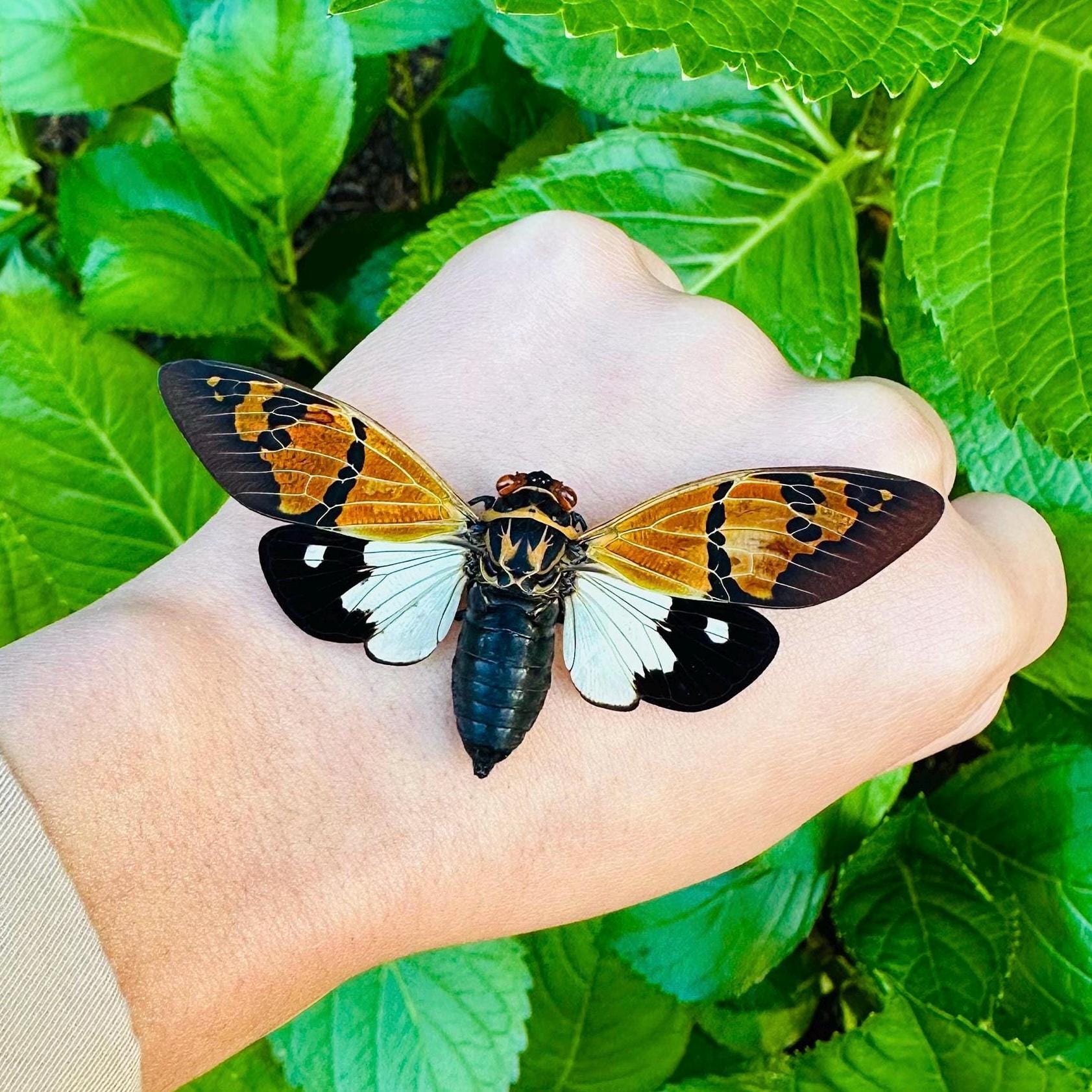 Gaeana Festiva Cicada: A1 Quality Spread Specimen, Ready to Mount