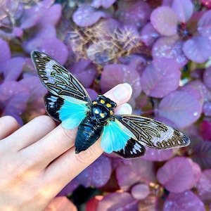 Real Blue Cicada Tosena Splendida Spread and ready to mount A1 Quality