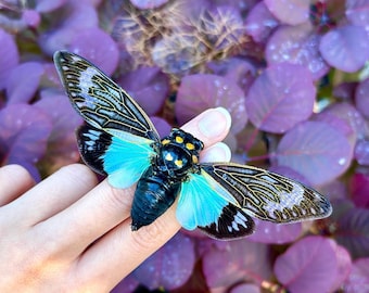 Real Blue Cicada Tosena Splendida Spread and ready to mount A1 Quality