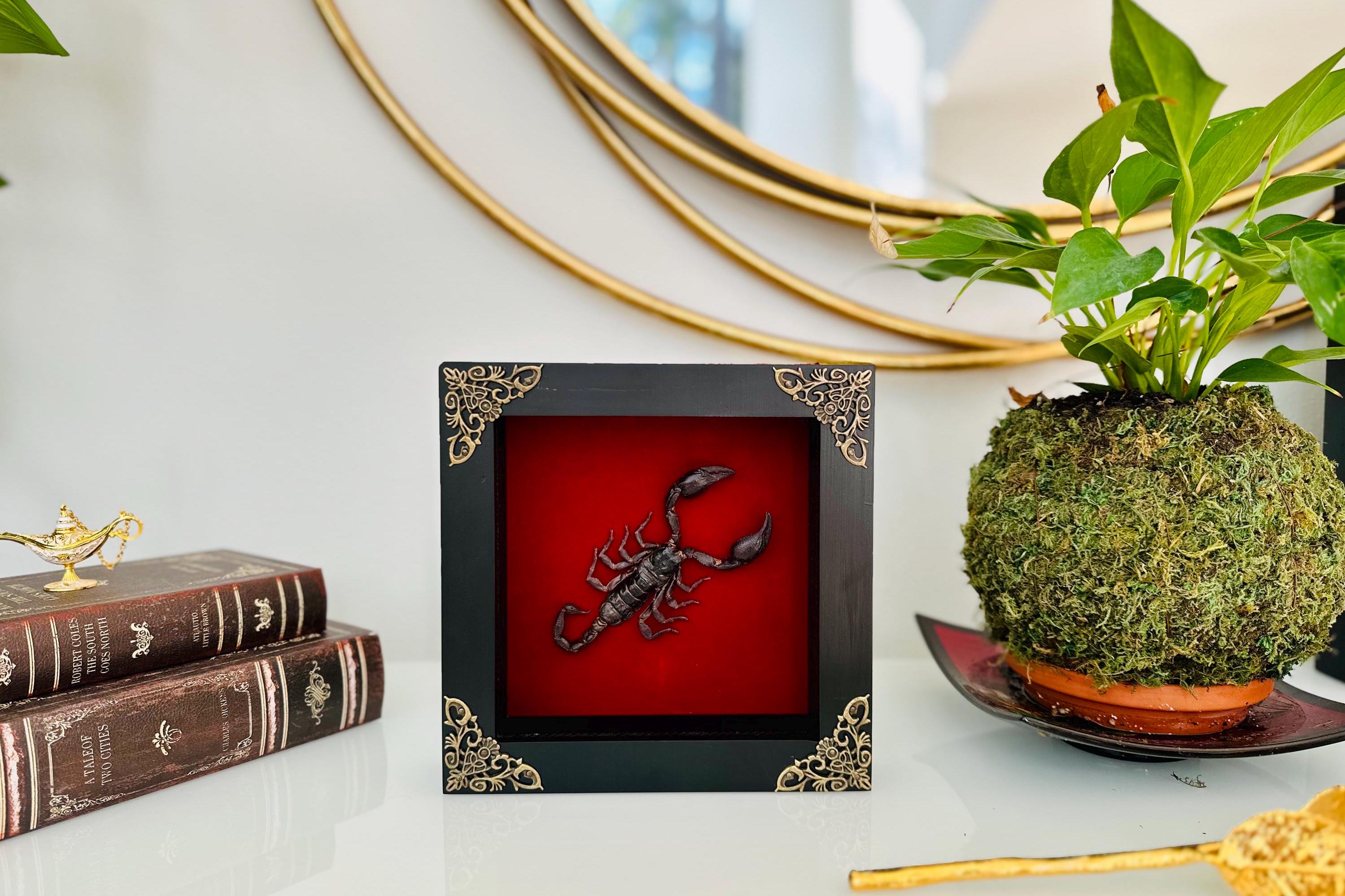 Real Framed Scorpion Shadow Box Insect Frame Taxidermy Taxadermy