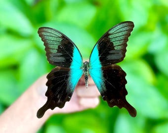 アゲハチョウの標本：アゲハチョウ、A1グレード - Etsy 日本