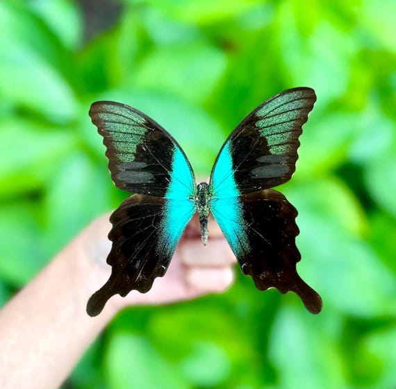 蝶の標本　インドの珍しいアゲハチョウ(A1) 蝶の標本 インドの珍しいアゲハチョウ(A1) - メルカリ