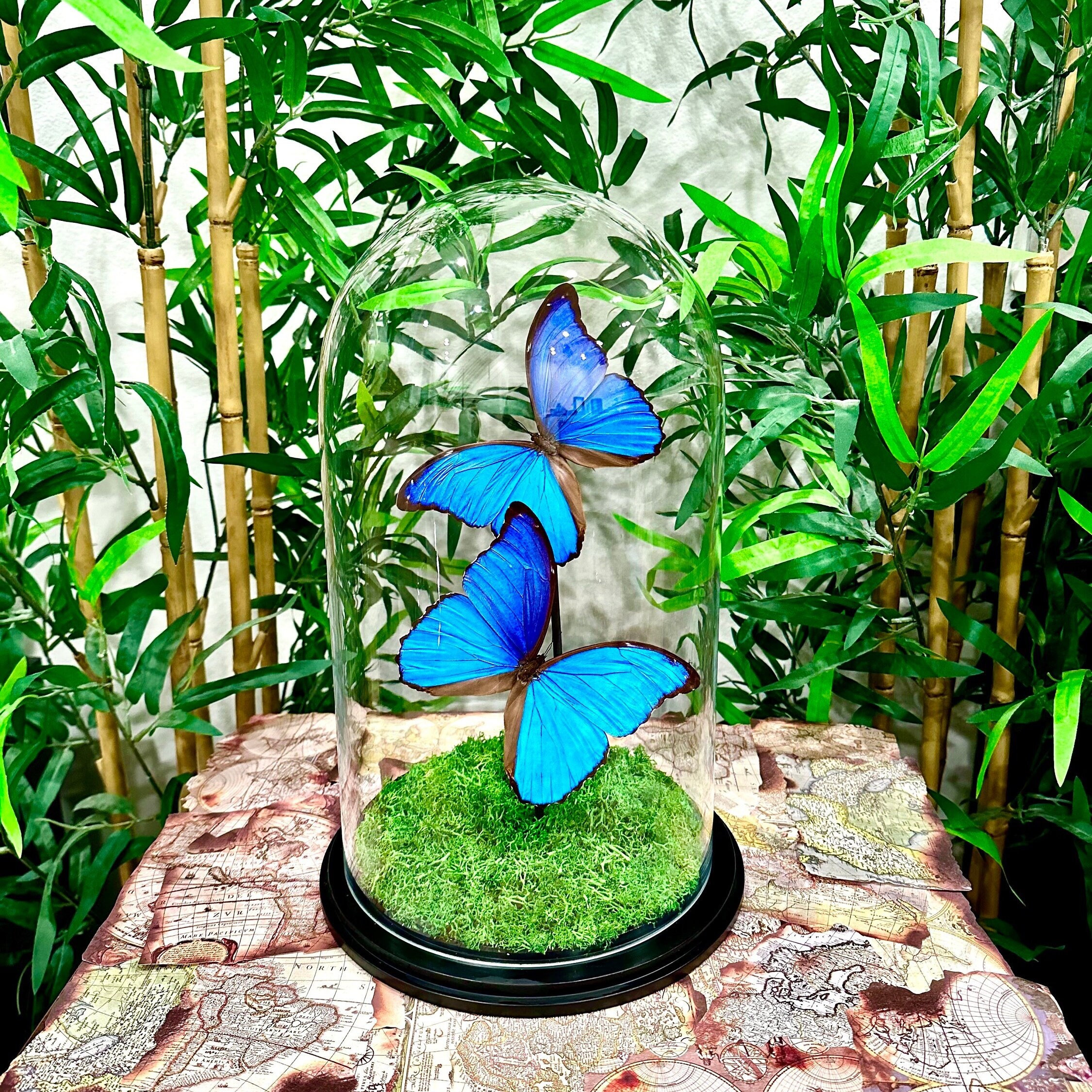 Preserved Blue Morpho Alexandrovna Butterflies in Glass Dome